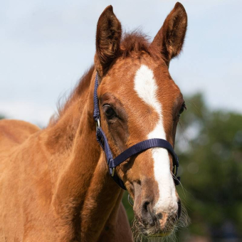 Foal Halter Adjustable Navy Blue