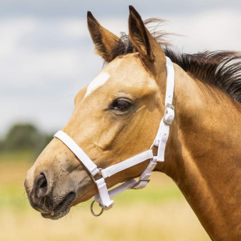 Foal Halter Adjustable White