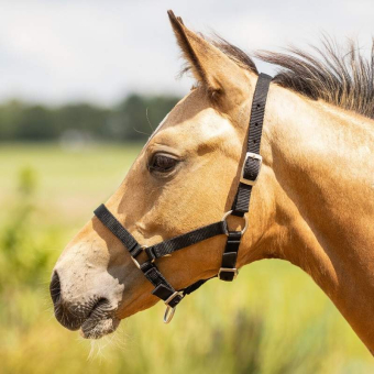 Foal Halter Adjustable Black