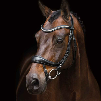 Bridle Equitus Beta Black