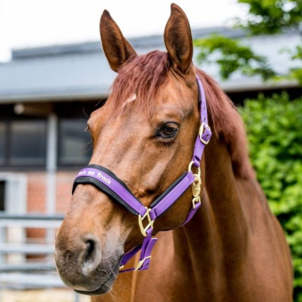 Halter Werano Purple