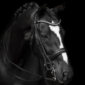 Bittless Bridle Delicato Supreme Black