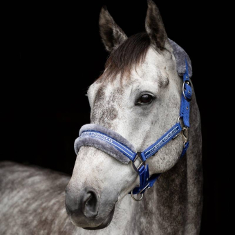 Halter with Fleece Royal Blue/Grey