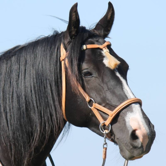 Bitless Bridle Shango Sidepull Natural