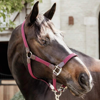 Braided Nylon Halter Bordeaux