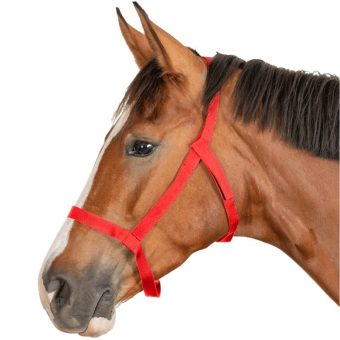Field Halter Grazing Red