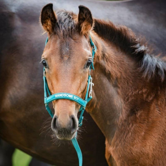 Foal Halter Malva HG Turquoise
