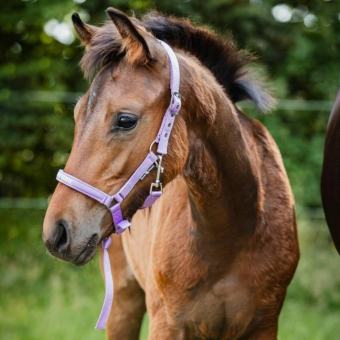 Foal Halter Malva HG Purple