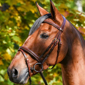 Bridle Wynswood E-logo Brown/Brass