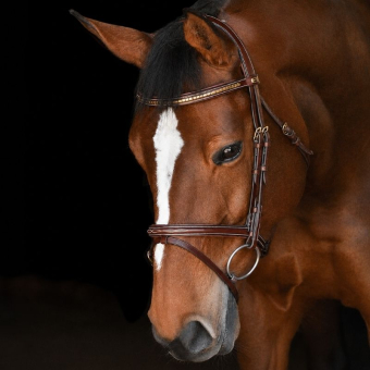 Bridle Thamar E-logo Clincher Brown/Brass