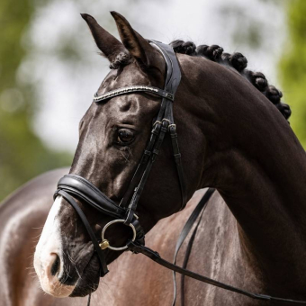 Anatomic Dressage Bridle Comfort Fit Pullback with Reins Black