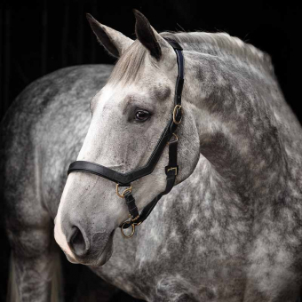 Leather Halter Rambo Micklem Black