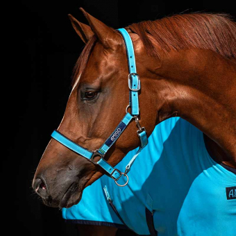 Halter Amigo Turquoise