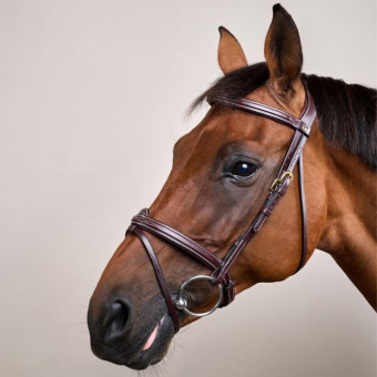 Raised Combination Bridle DC Brown