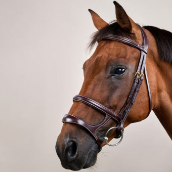 Double Noseband Bridle Dyon Collection Brown