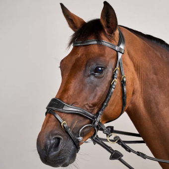 Bridle D Motion Dyon Collection Black
