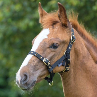 Foal Headcollar Black