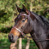 Bridle Bitless LCC Brown Bridle Bitless LCC Brown