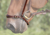 Removable Noseband without Headstall Brown