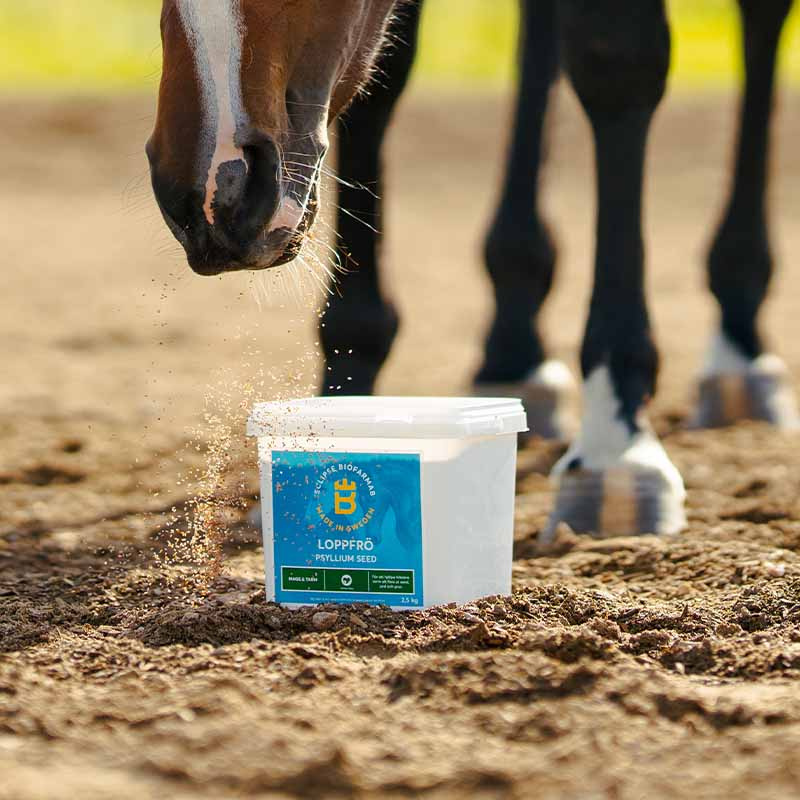 Psyllium Seeds 2.5kg