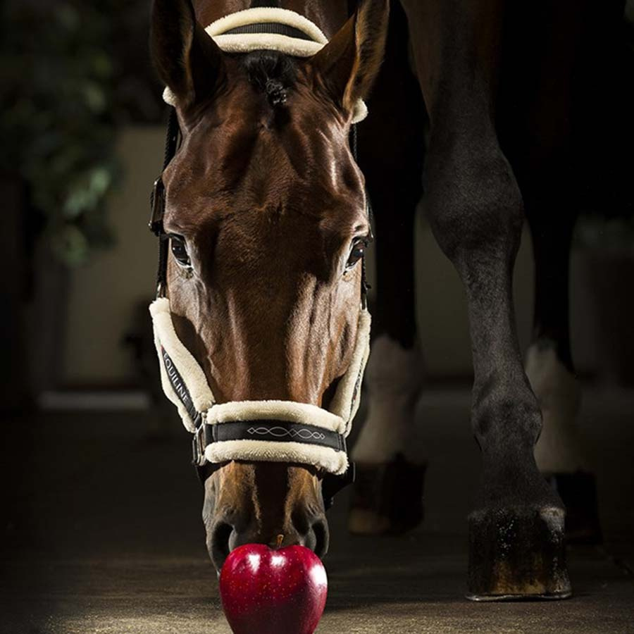 Halter With Sheepskin Tom Black