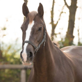 Halter Slide Grey Halter Slide Grey