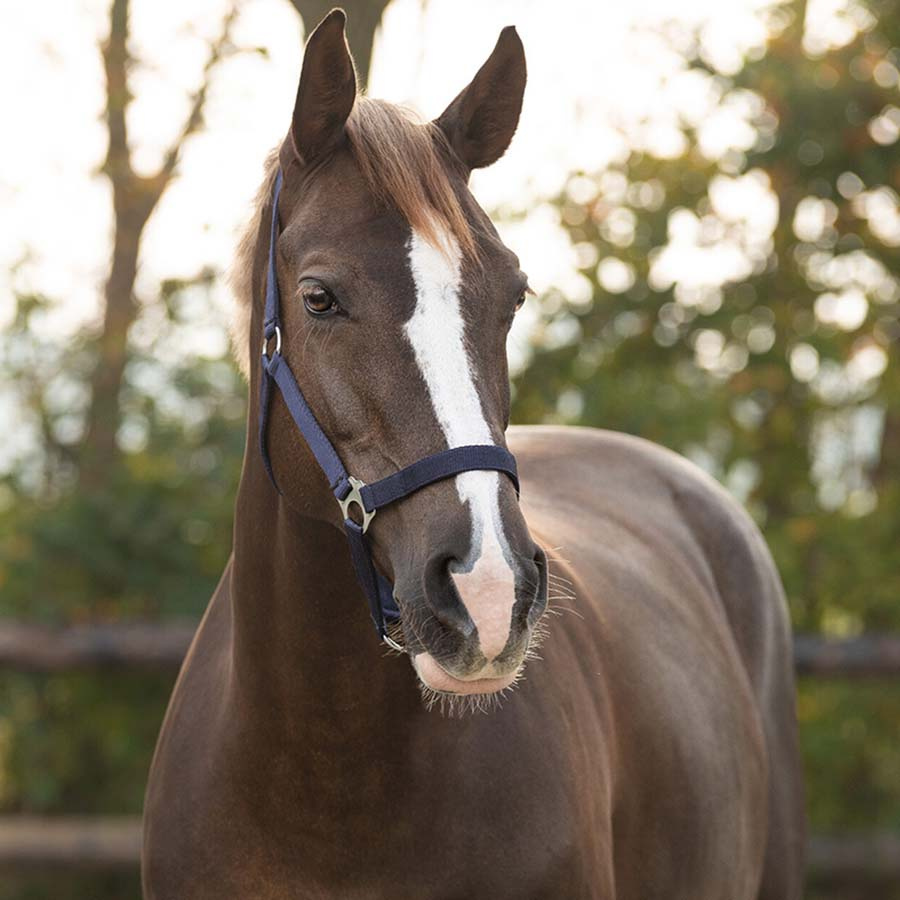 Halter Slide Navy Blue