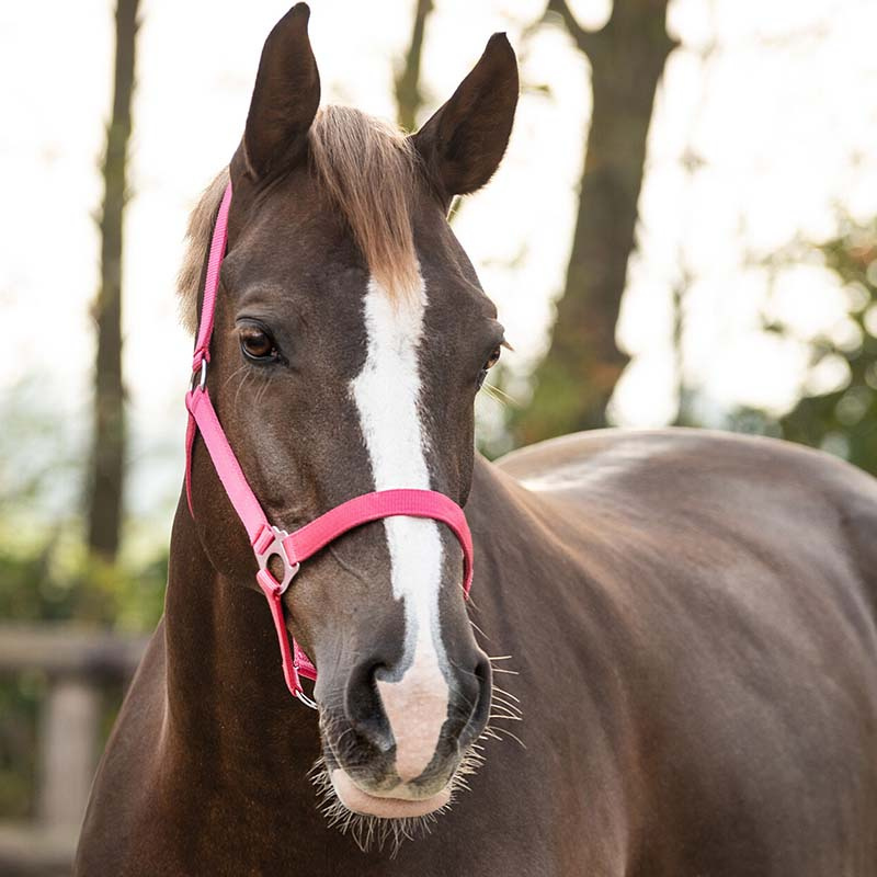 Halter Slide Fuchsia