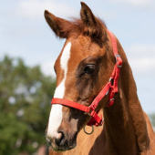 Foal Halter Adjustable Red Foal Halter Adjustable Red