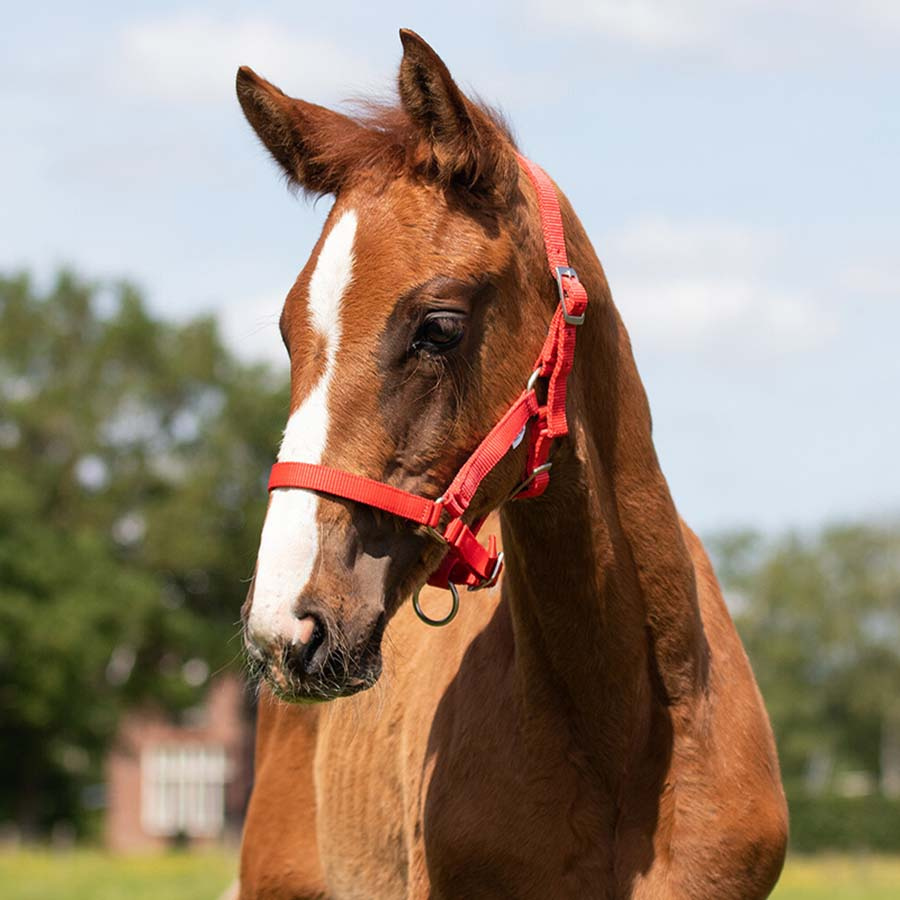 Foal Halter Adjustable Red