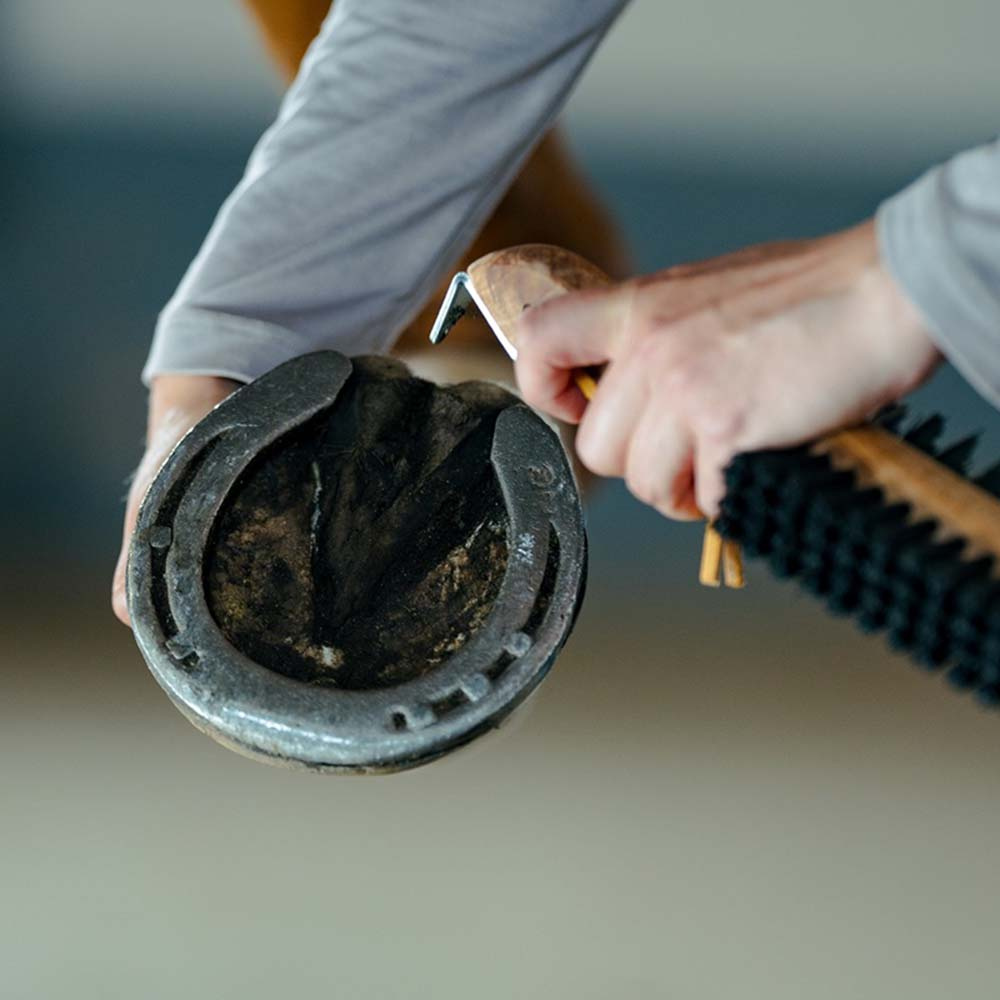 Hoof Brush with Hoof Pick Dubbelsidig Brown