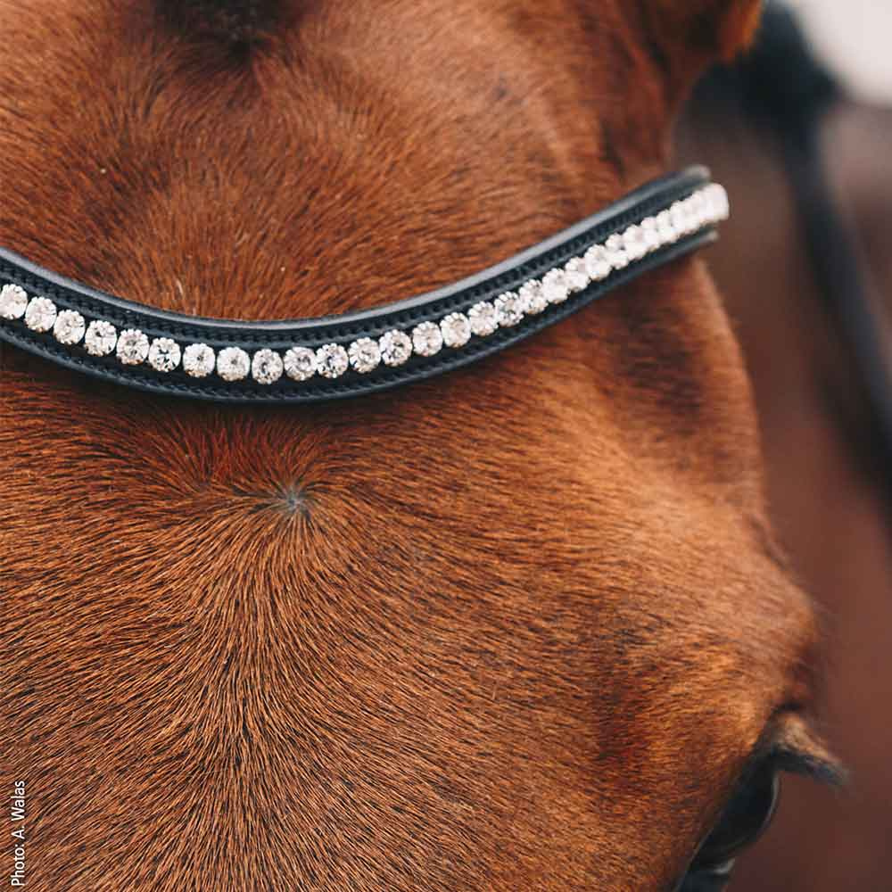 Bridle Equitus Beta Black