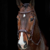 Bridle Ancona Select Brown Bridle Ancona Select Brown