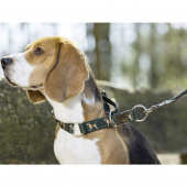 Dog Collar Beagle Green