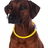 Dog Collar LED Lights Yellow Dog Collar LED Lights Yellow