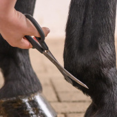 Scissors Fetlock Shears Bend Black Scissors Fetlock Shears Bend Black