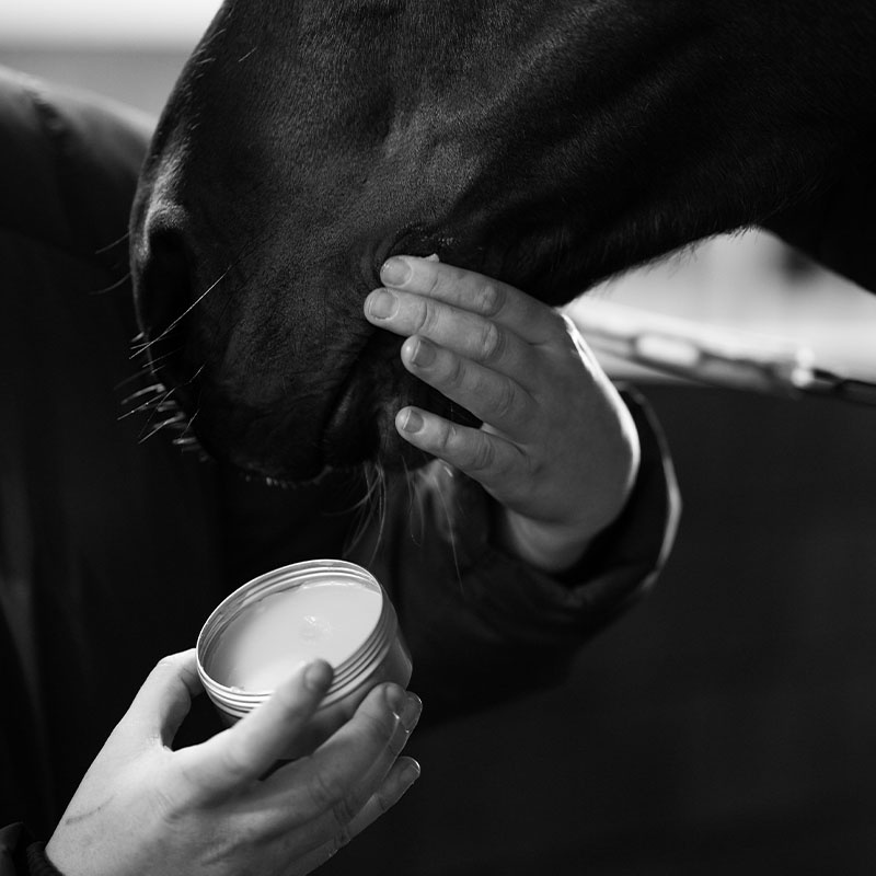 Horse Salve Survival Balm 00.02