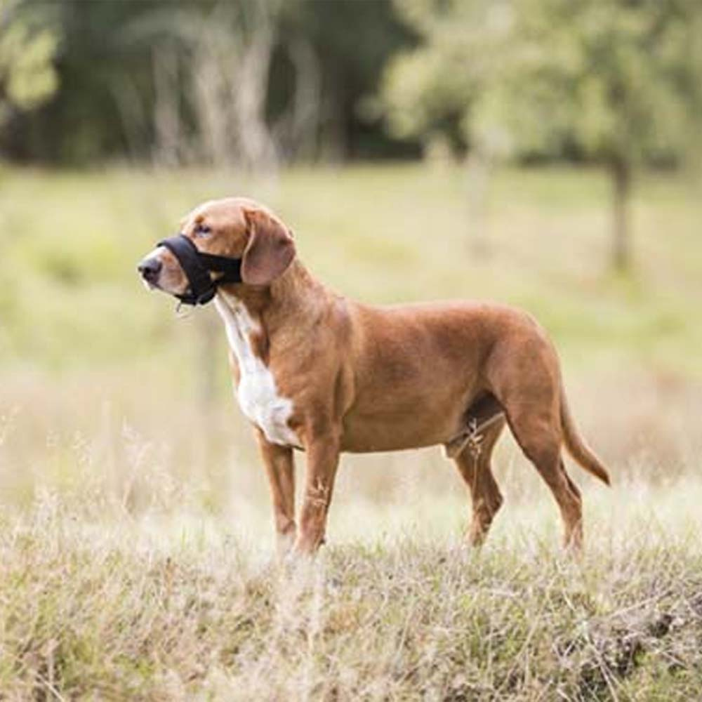 Noseband with Padding Black