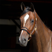 Halter Werano Brown Halter Werano Brown