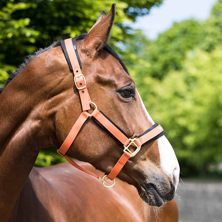 Halter Werano Orange