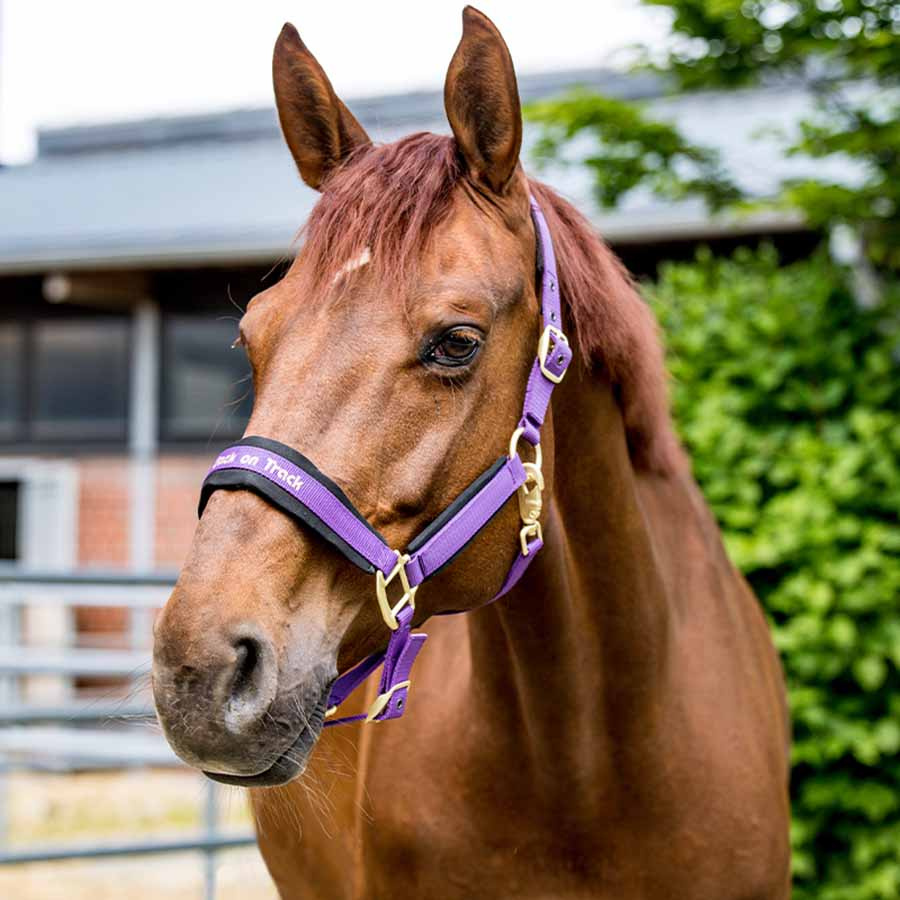 Halter Werano Purple