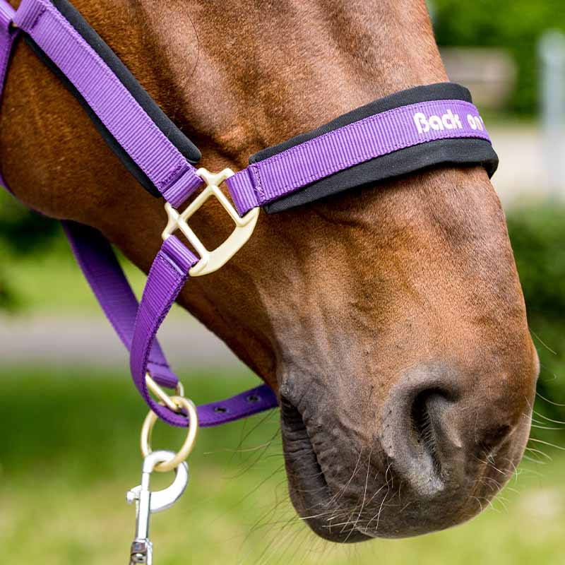 Halter Werano Purple