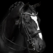 Bittless Bridle Delicato Supreme Black Bittless Bridle Delicato Supreme Black