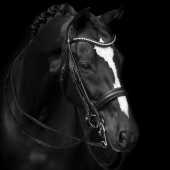 Bittless Bridle Delicato Supreme Black Bittless Bridle Delicato Supreme Black