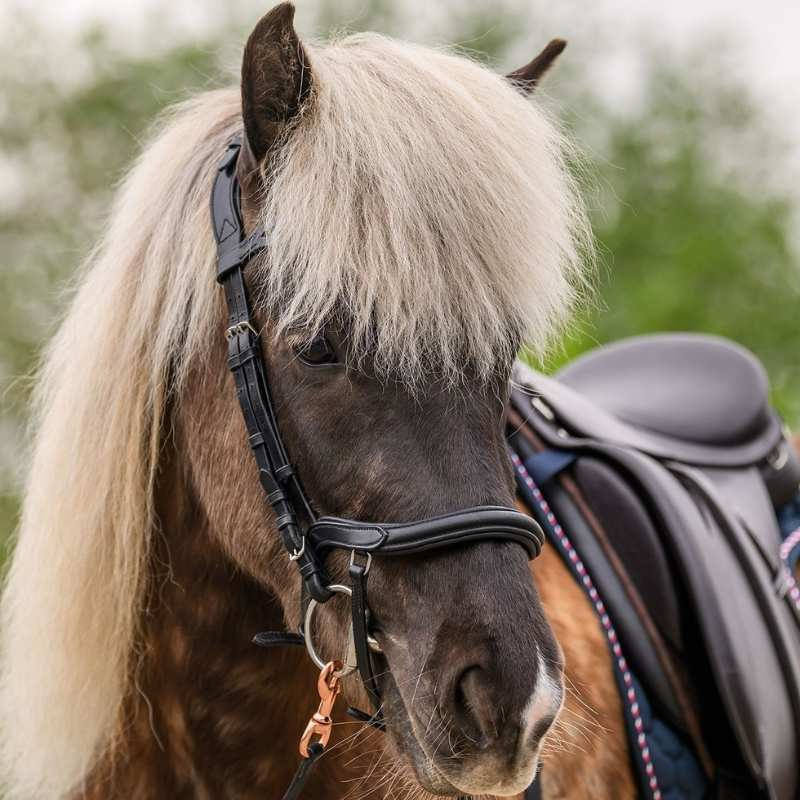 Icelandic Bridle Anatomic Black