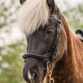 Icelandic Bridle Anatomic Black Icelandic Bridle Anatomic Black