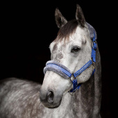 Halter with Fleece Royal Blue/Grey Halter with Fleece Royal Blue/Grey