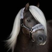 Halter with Fleece Black/Grey Halter with Fleece Black/Grey