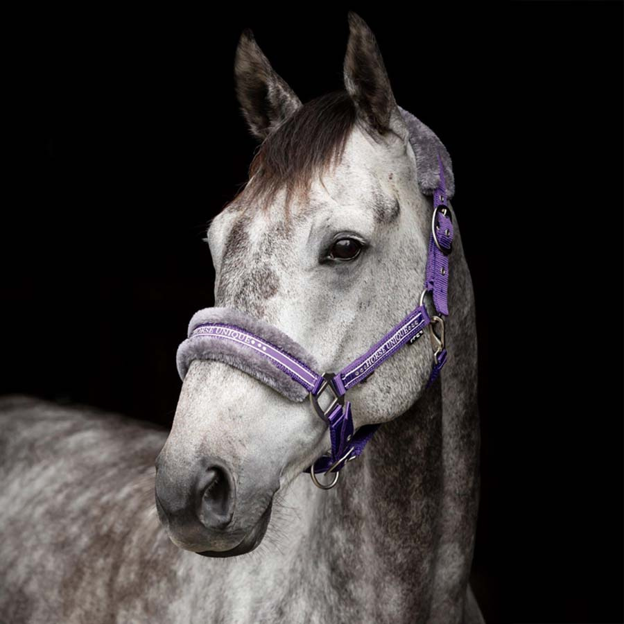 Halter with Fleece Purple/Grey