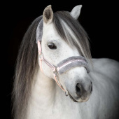 Halter with Fleece Light Pink/Grey Halter with Fleece Light Pink/Grey